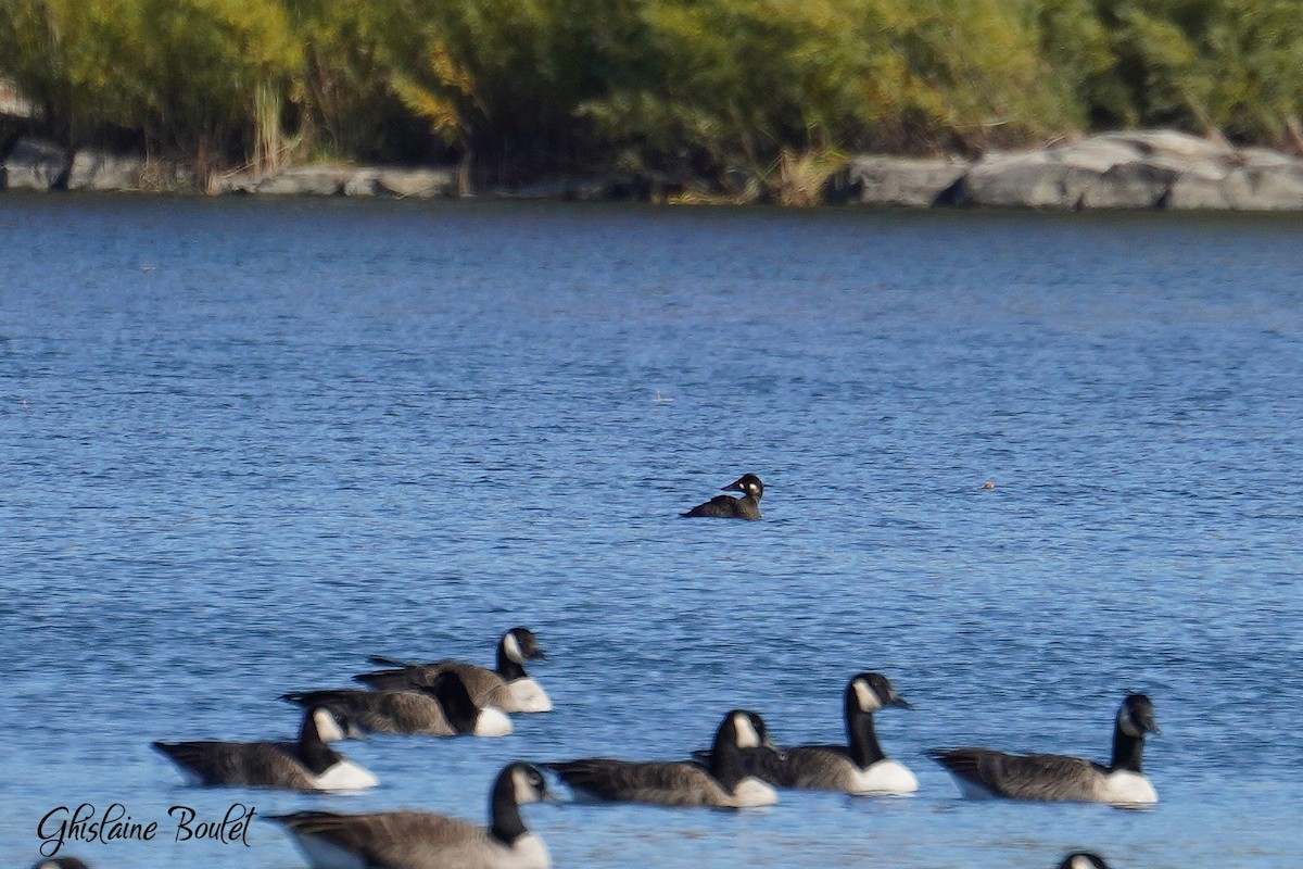 Surf Scoter - ML625103396