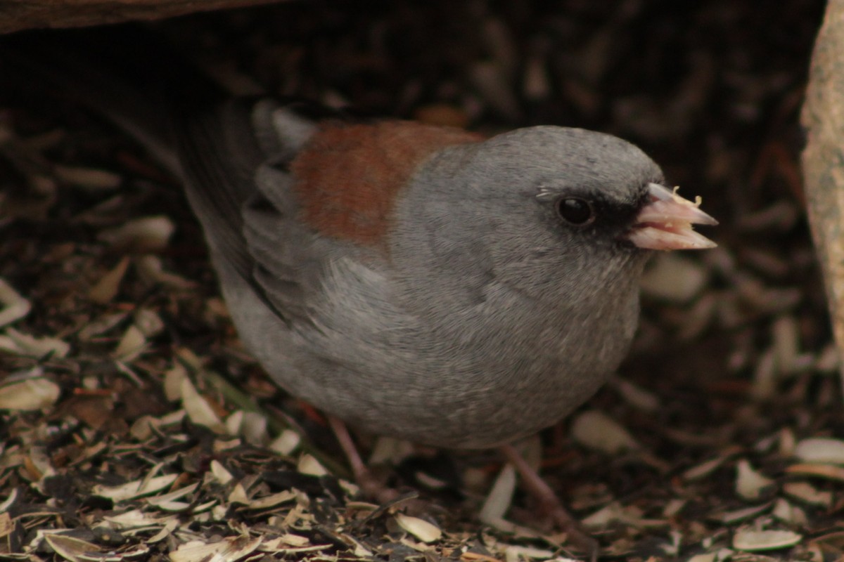 Dark-eyed Junco - ML625103401