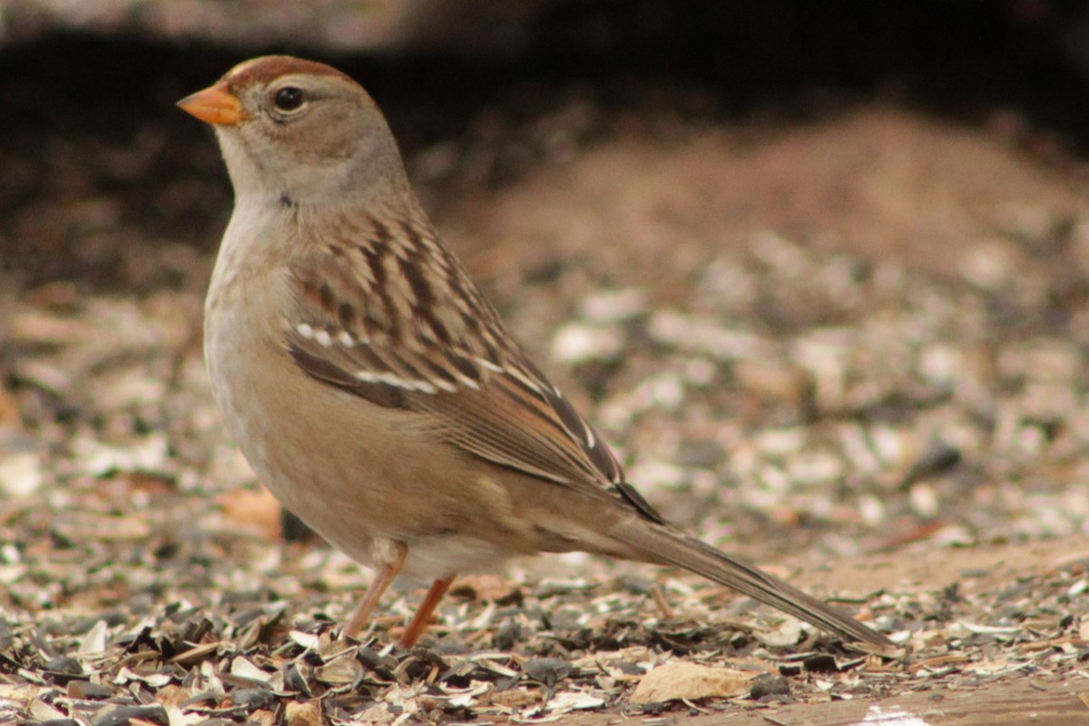 White-crowned Sparrow - ML625103404