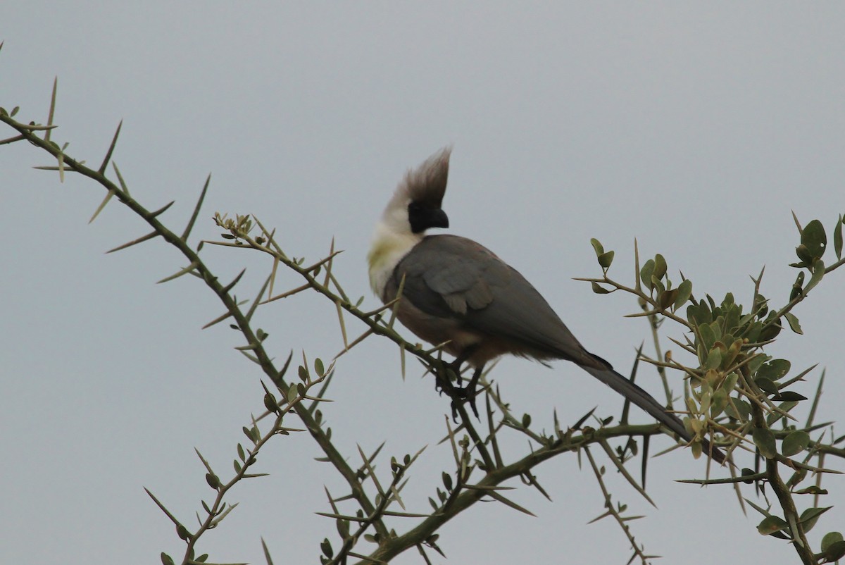 Bare-faced Go-away-bird - ML625103417