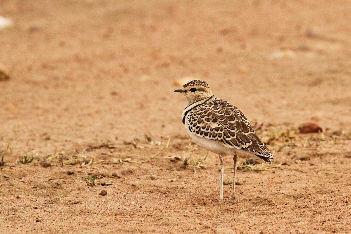 Double-banded Courser - ML625103426