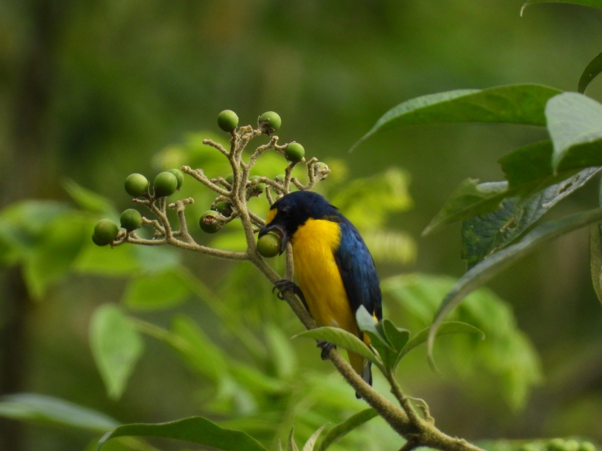 Yellow-throated Euphonia - ML625103435