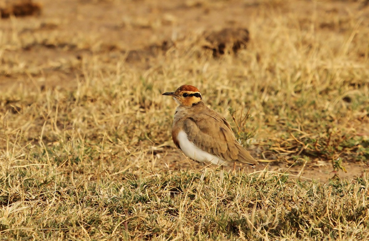 Temminck's Courser - ML625103436