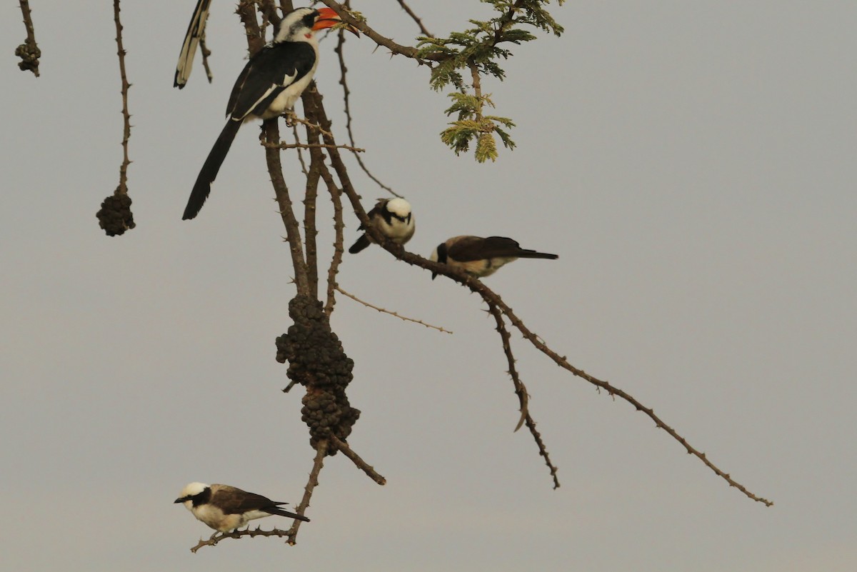 White-rumped Shrike - ML625103444