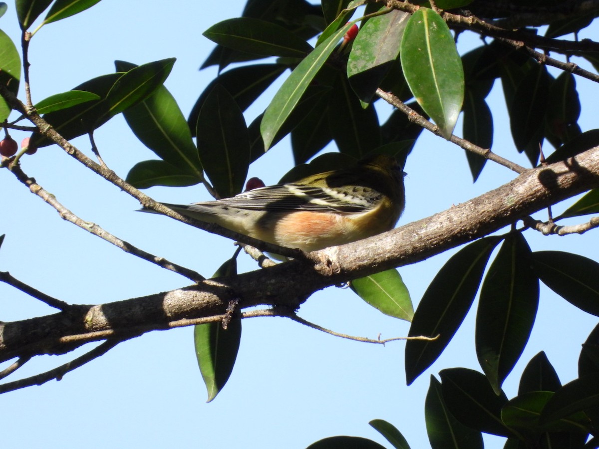 Bay-breasted Warbler - ML625103446