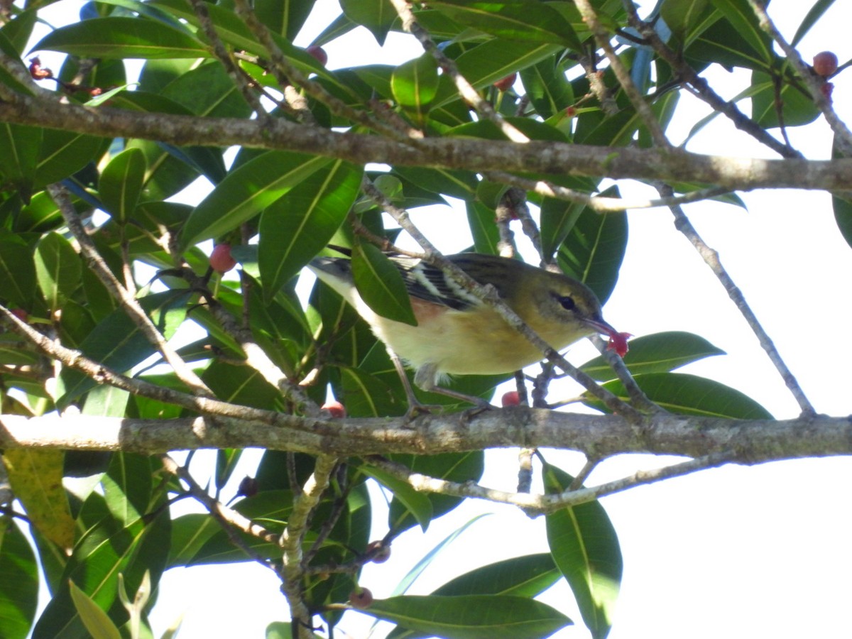 Bay-breasted Warbler - ML625103447
