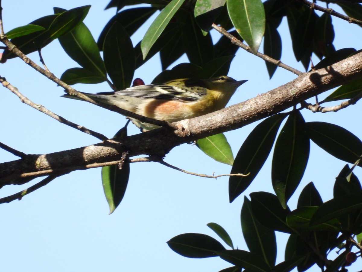 Bay-breasted Warbler - ML625103448
