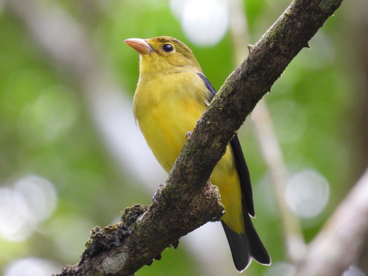 Scarlet Tanager - ML625103453