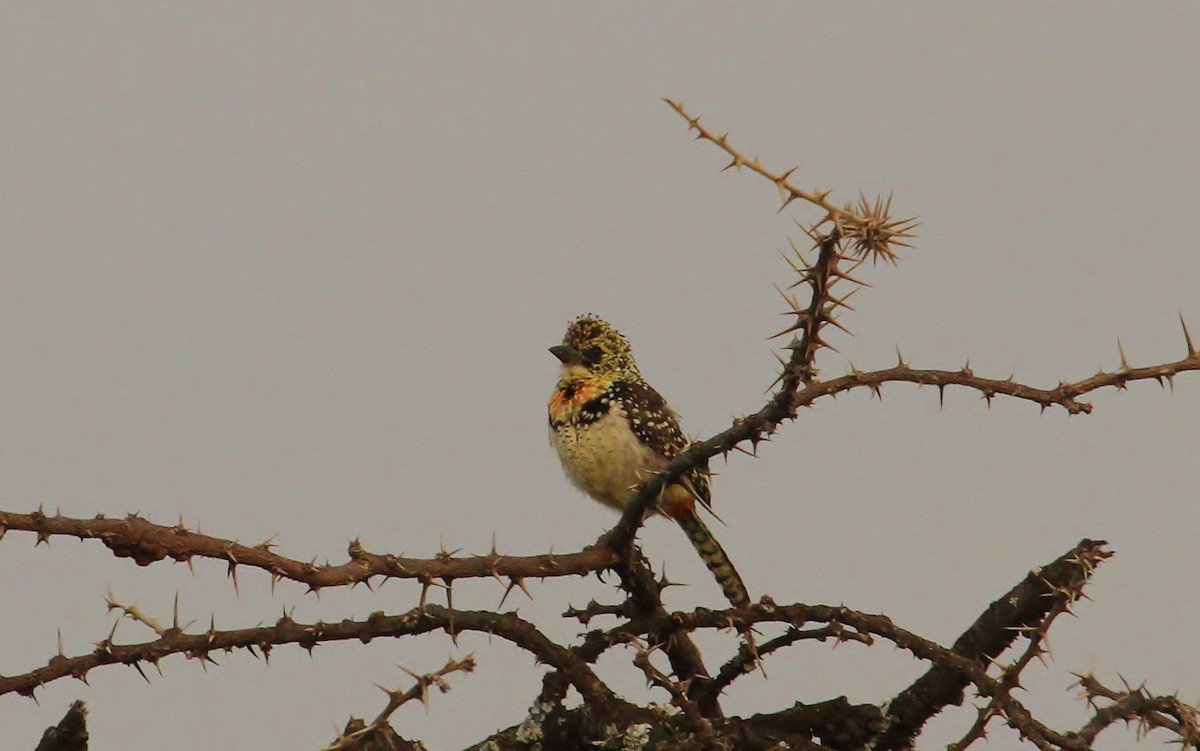 D'Arnaud's Barbet - ML625103458