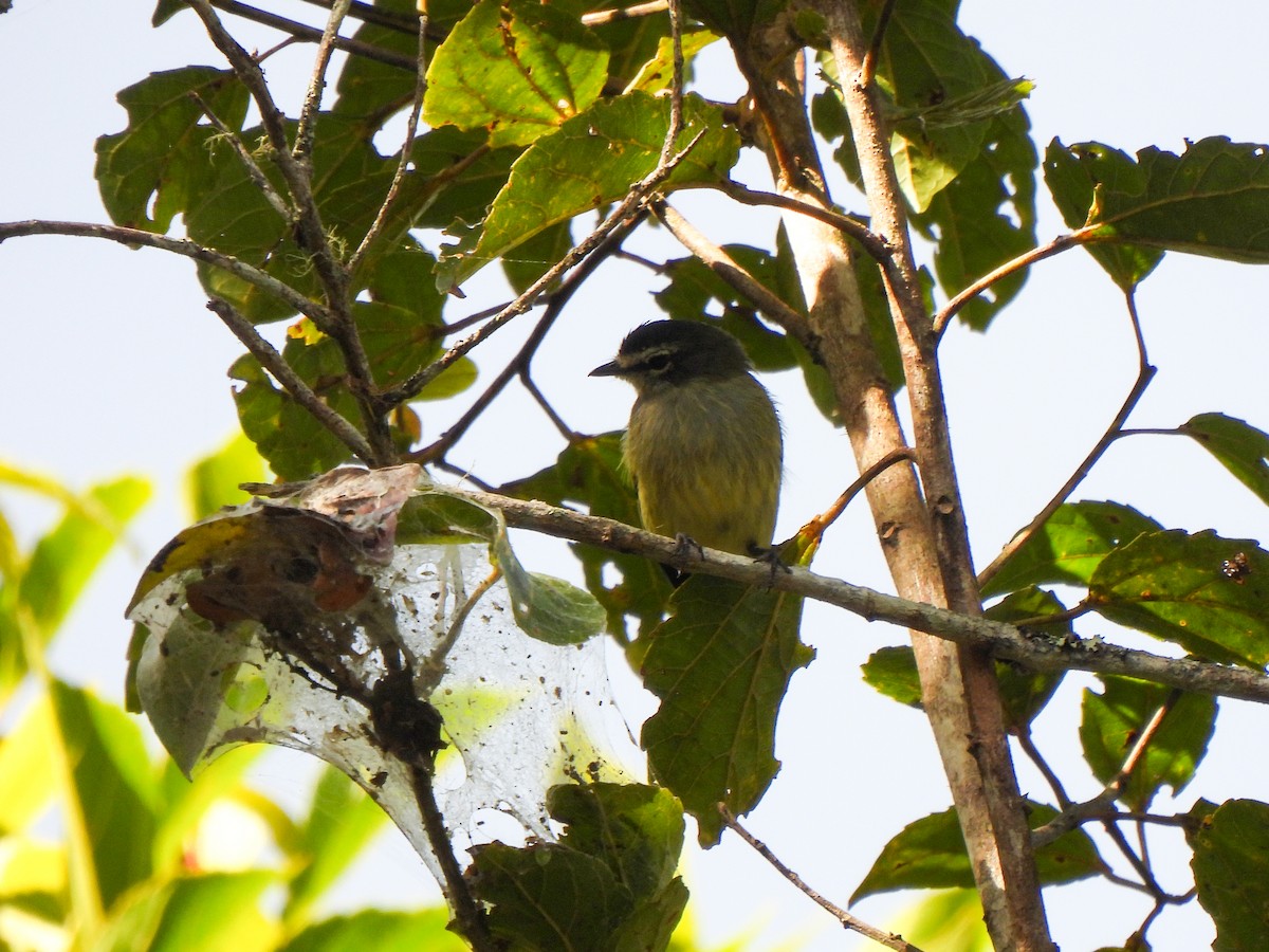 Spectacled Tyrannulet - ML625103512