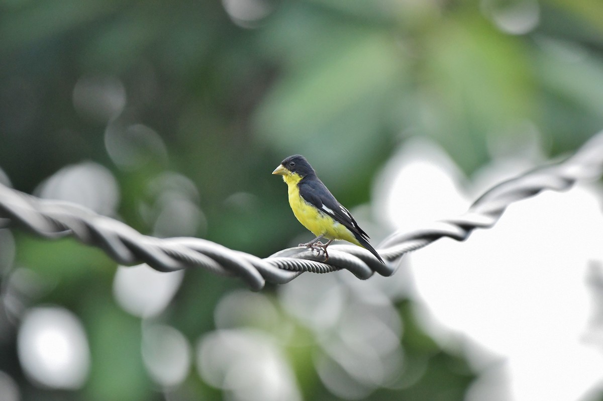 Lesser Goldfinch - Héctor Moncada