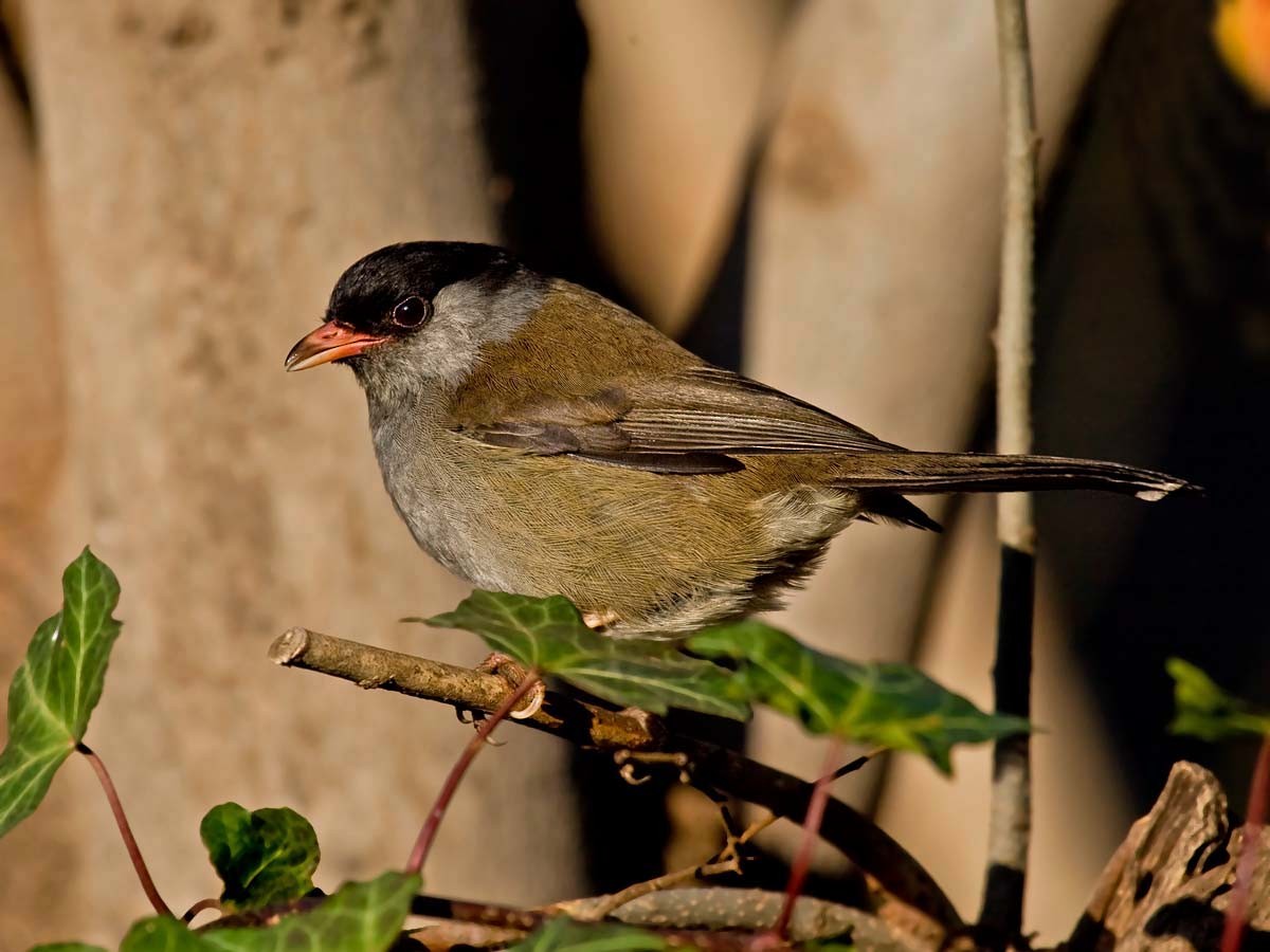 Bush Blackcap - Bruce Ward-Smith