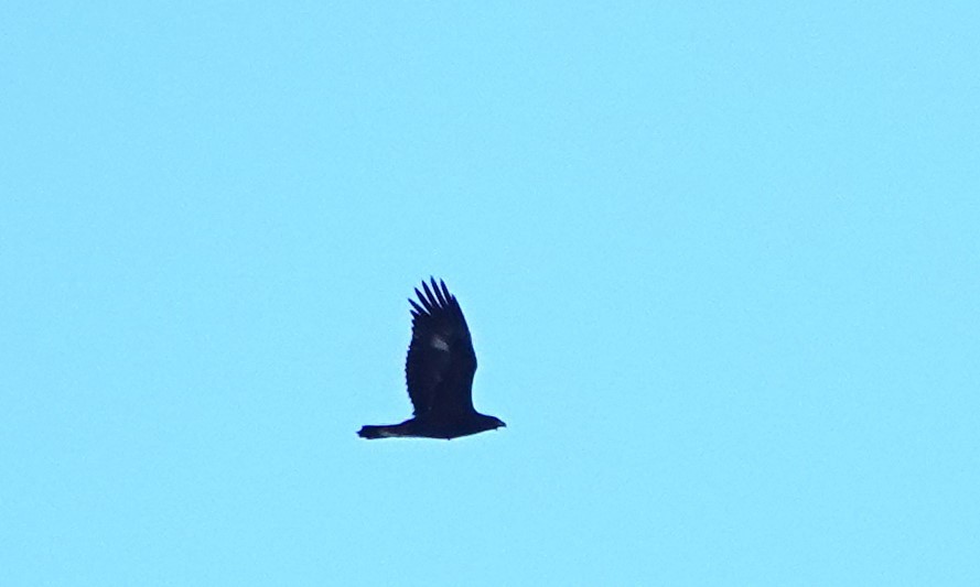 Steinadler - ML625103734