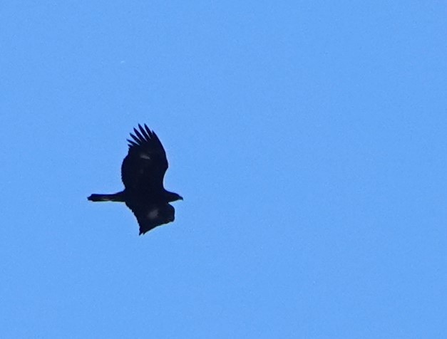 Steinadler - ML625103735