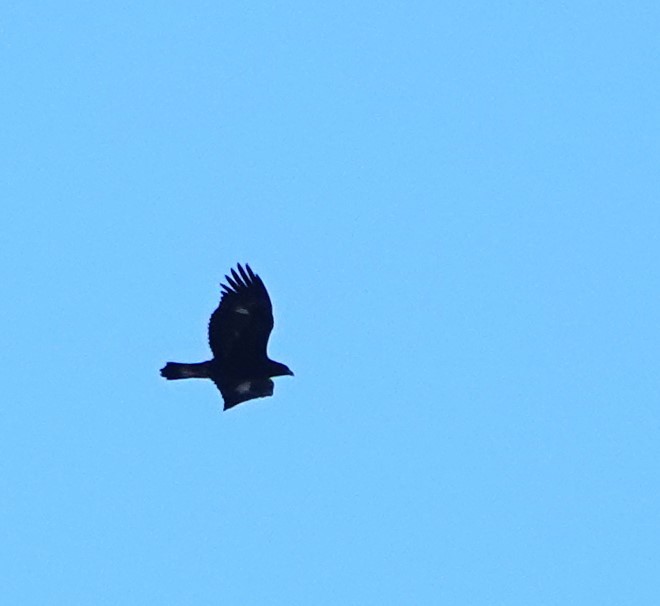 Steinadler - ML625103736