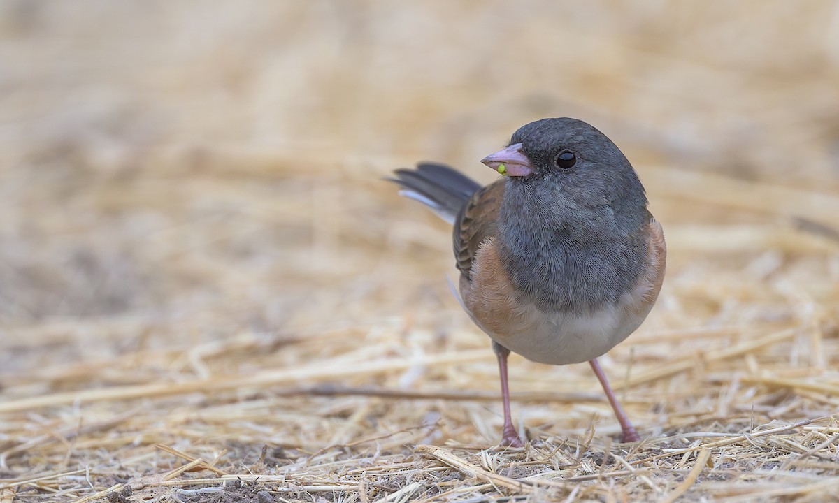 Dark-eyed Junco (Oregon) - ML625103783