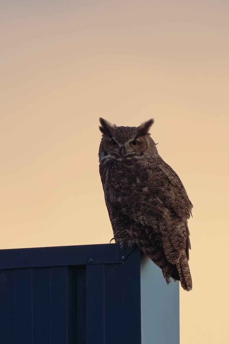 Great Horned Owl - Alex Kessock