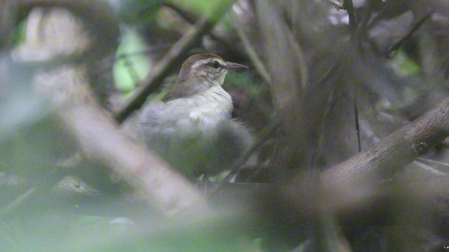 Swainson's Warbler - ML625104086