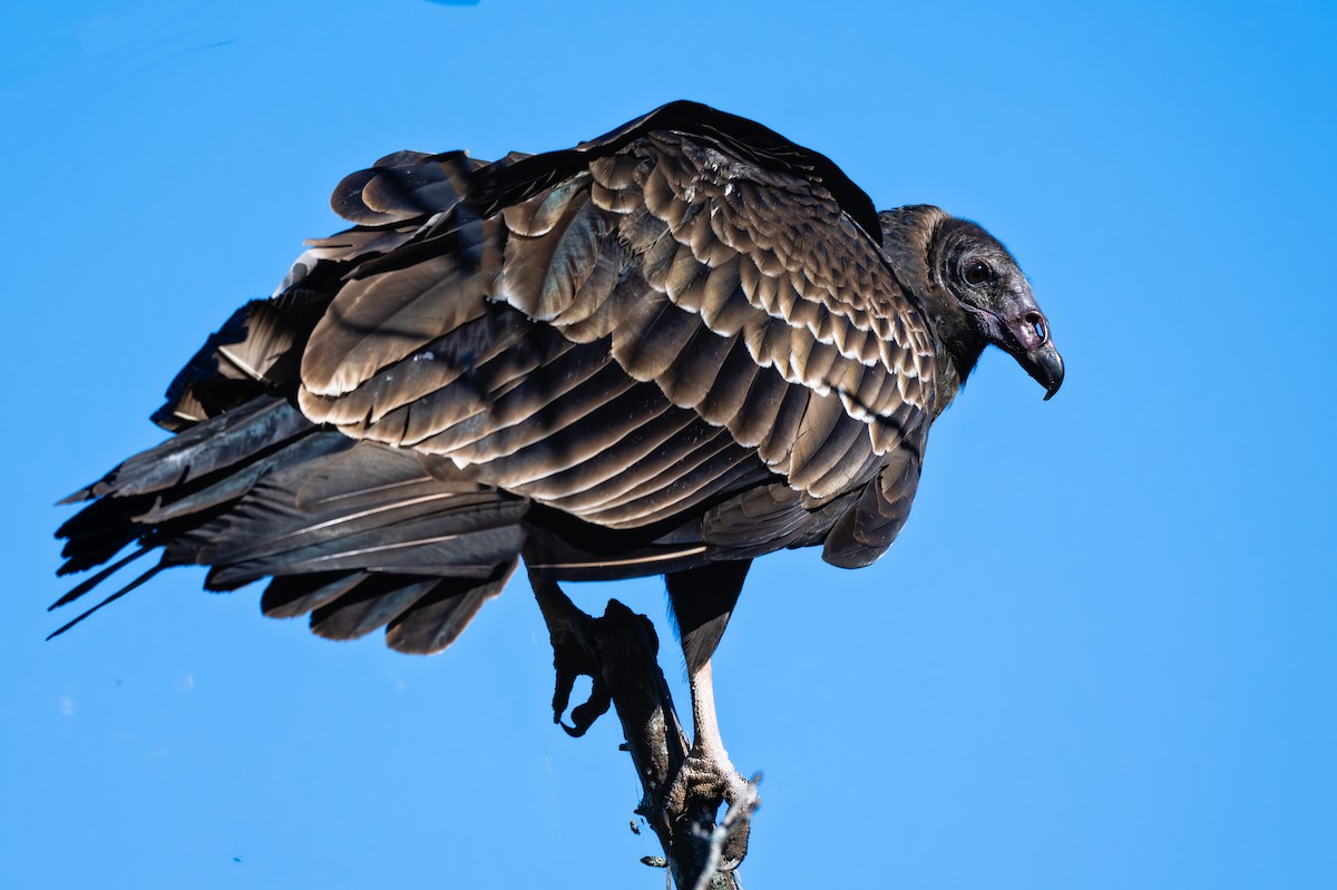 Turkey Vulture - ML625104165