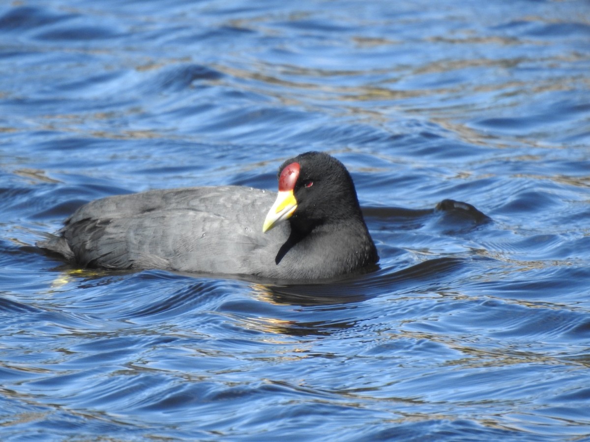 Slate-colored Coot - ML625104232