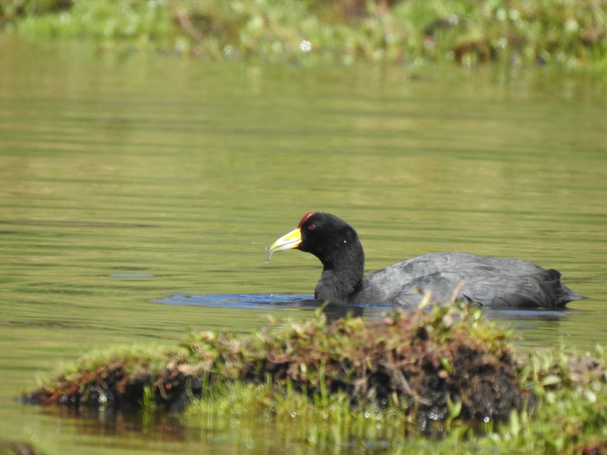 Slate-colored Coot - ML625104233