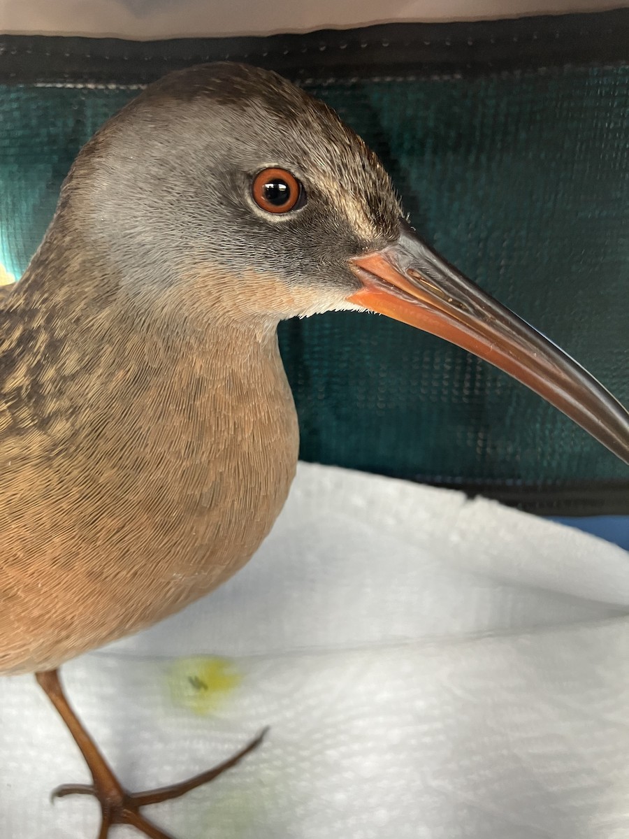Virginia Rail - ML625104465