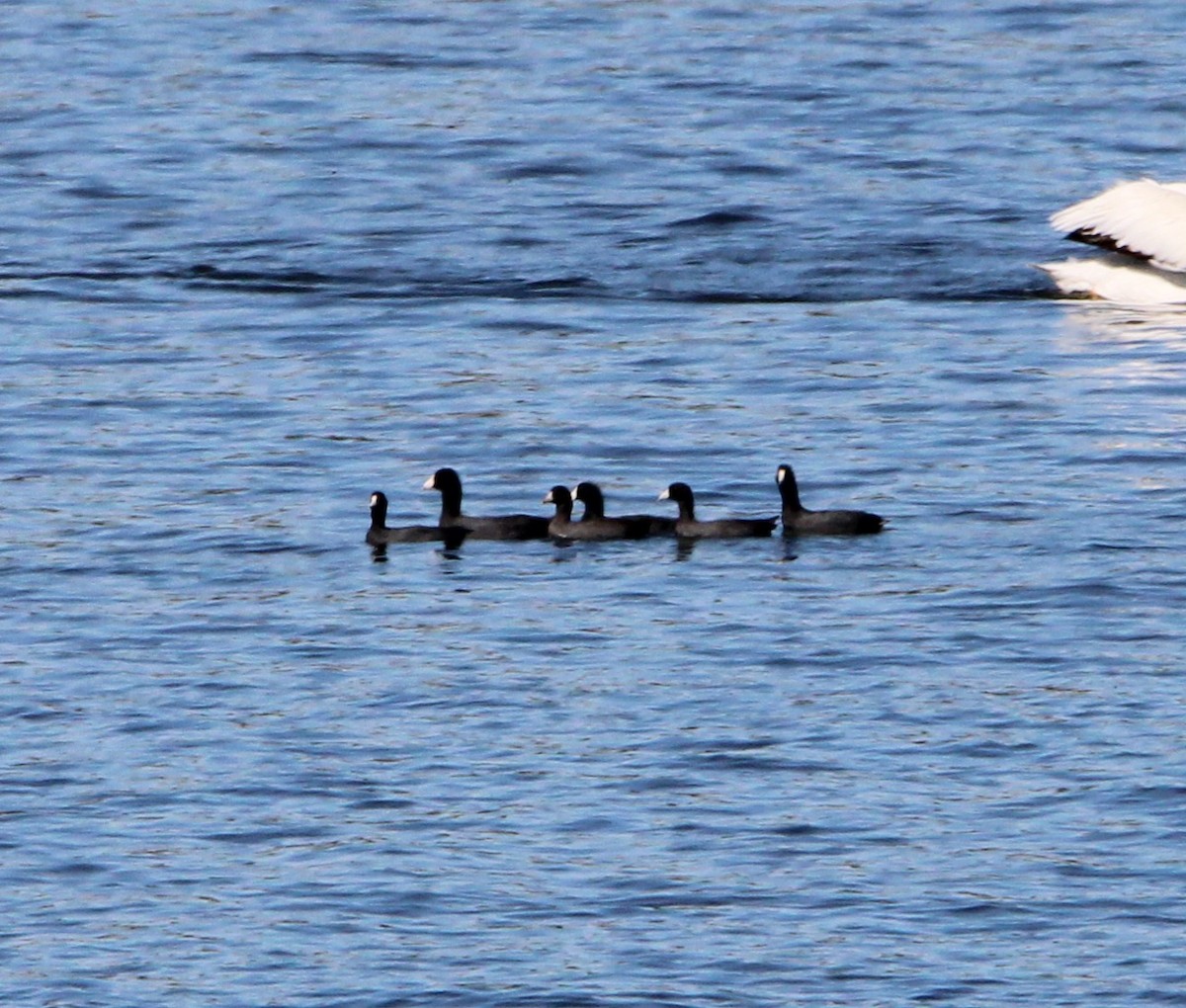 American Coot - ML625104474