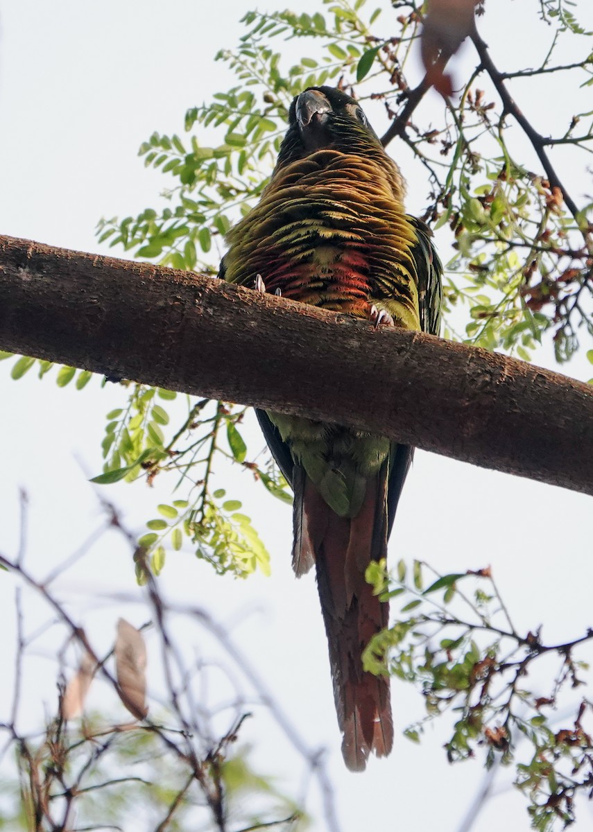 Scaly-headed Parrot - ML625104477