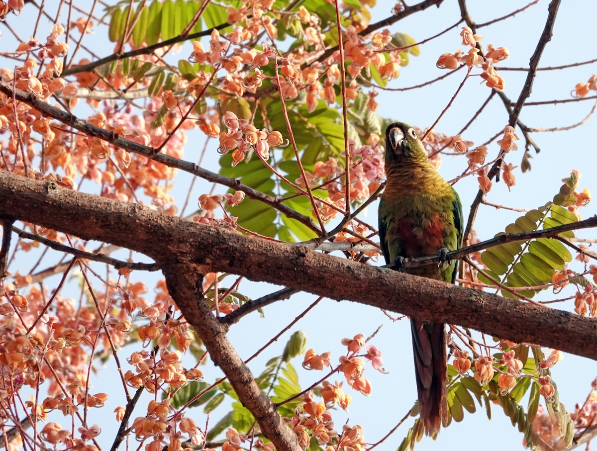 Scaly-headed Parrot - ML625104478