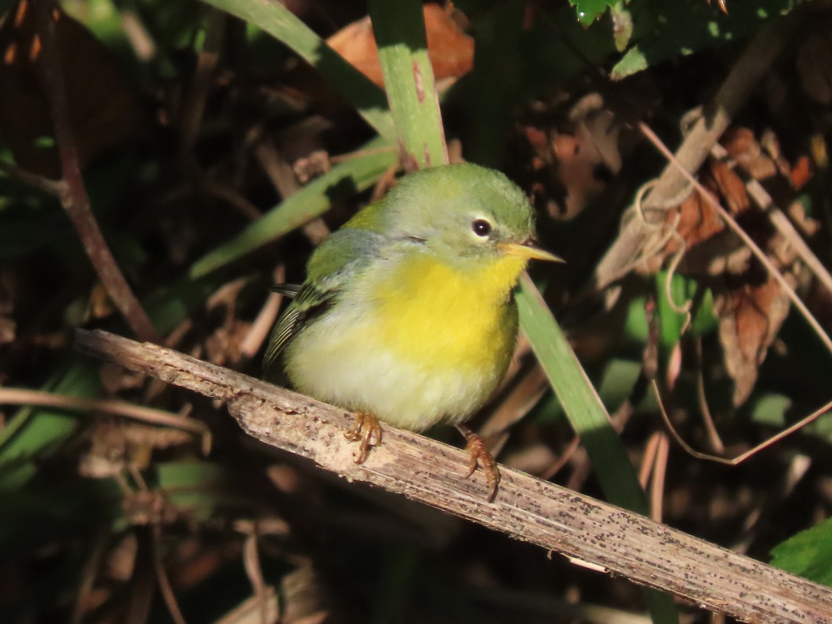 Northern Parula - ML625104498