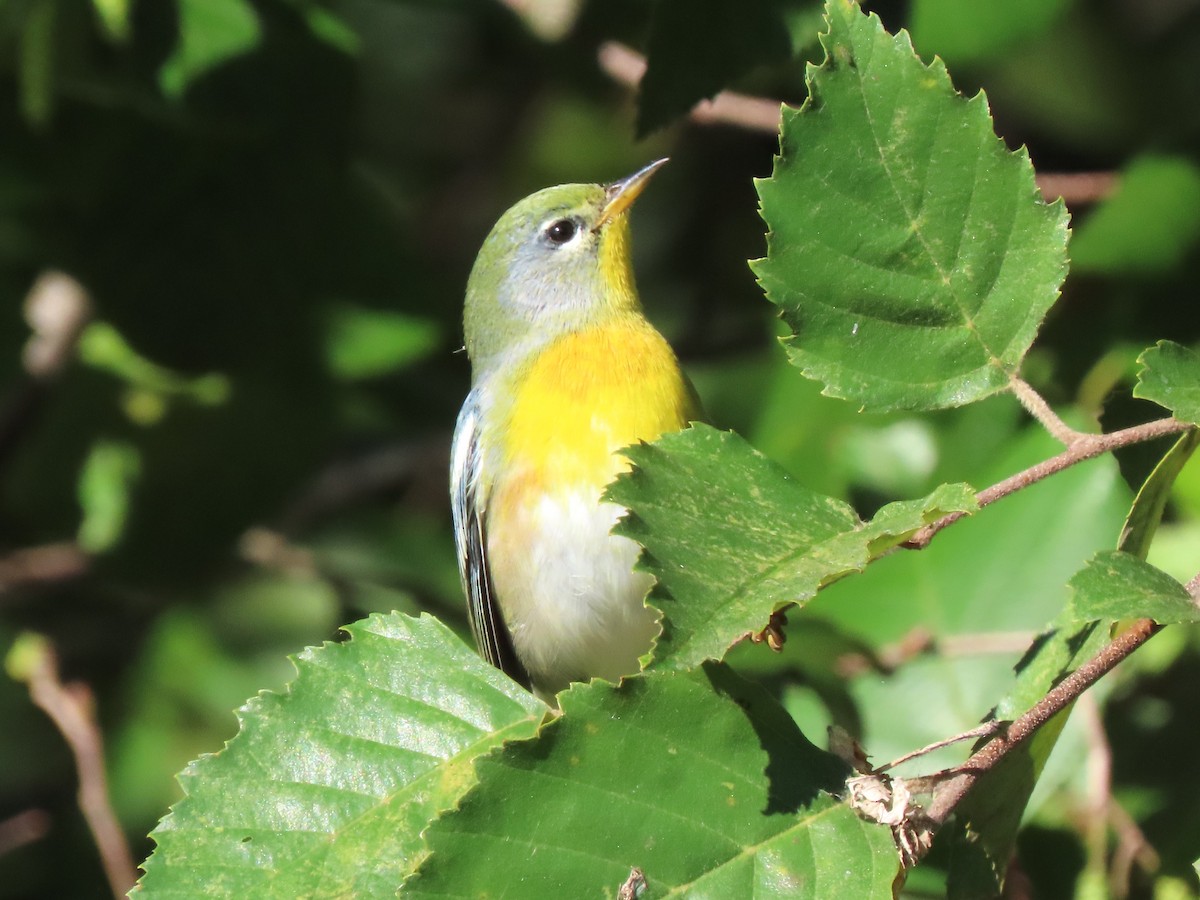 Northern Parula - ML625104499