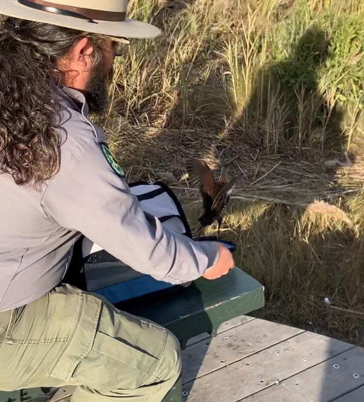 Virginia Rail - ML625104511