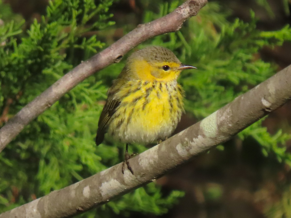 Cape May Warbler - ML625104513
