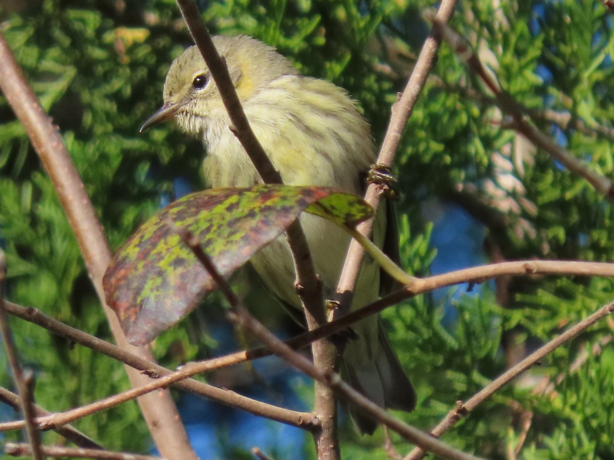 Cape May Warbler - ML625104515