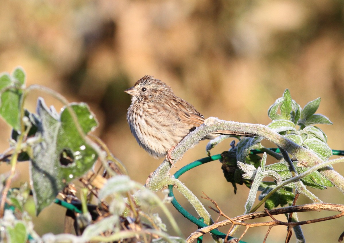 Passerellidae sp. (sparrow sp.) - ML625104706