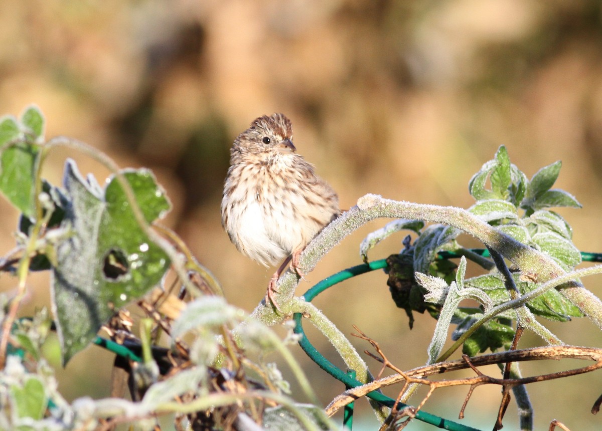 new world sparrow sp. - Chuck Imbergamo