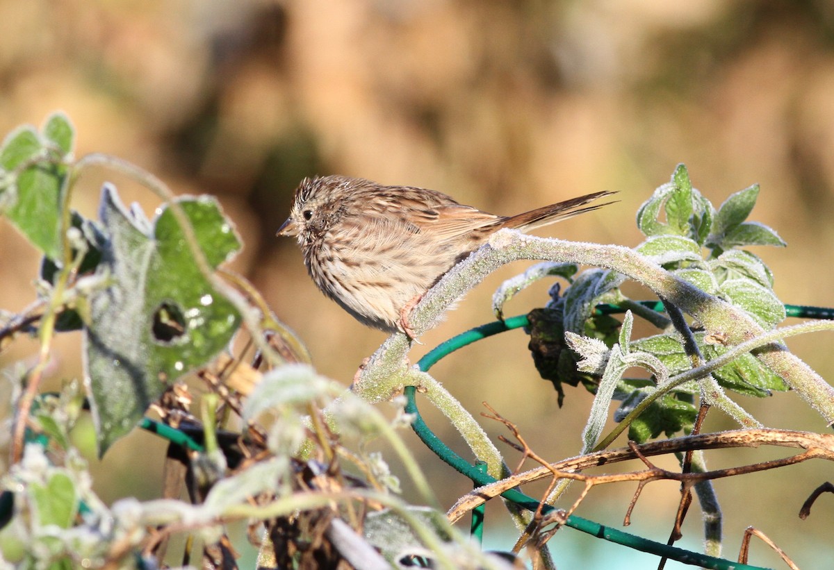 Passerellidae sp. (sparrow sp.) - ML625104709