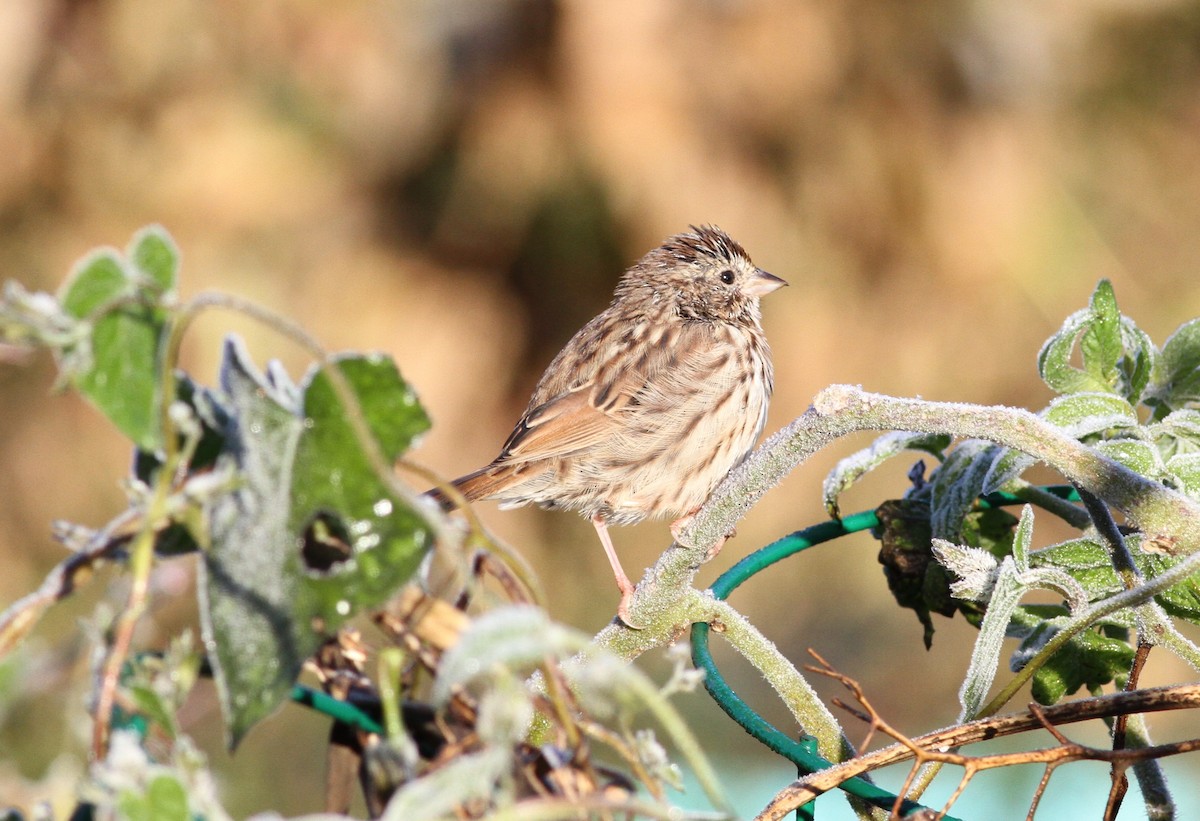 Passerellidae sp. (sparrow sp.) - ML625104715