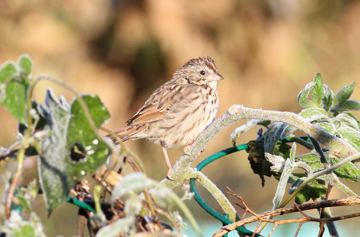 Passerellidae sp. (sparrow sp.) - ML625104719