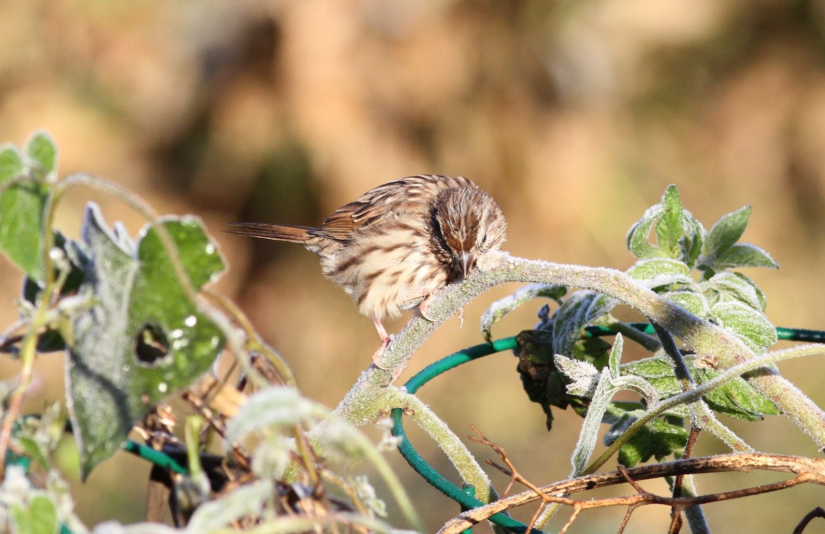 Passerellidae sp. (sparrow sp.) - ML625104721