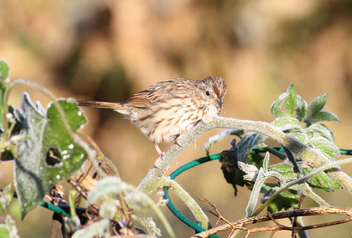 Passerellidae sp. (sparrow sp.) - ML625104723