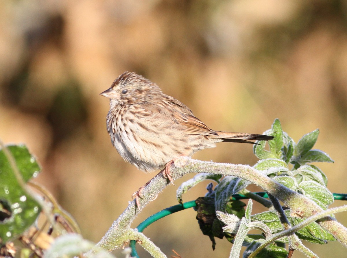 Passerellidae sp. (sparrow sp.) - ML625104725