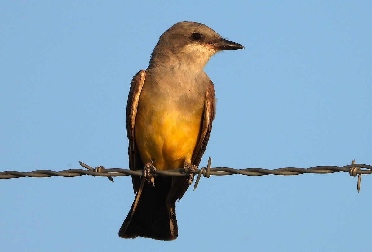 Western Kingbird - David Wheeler