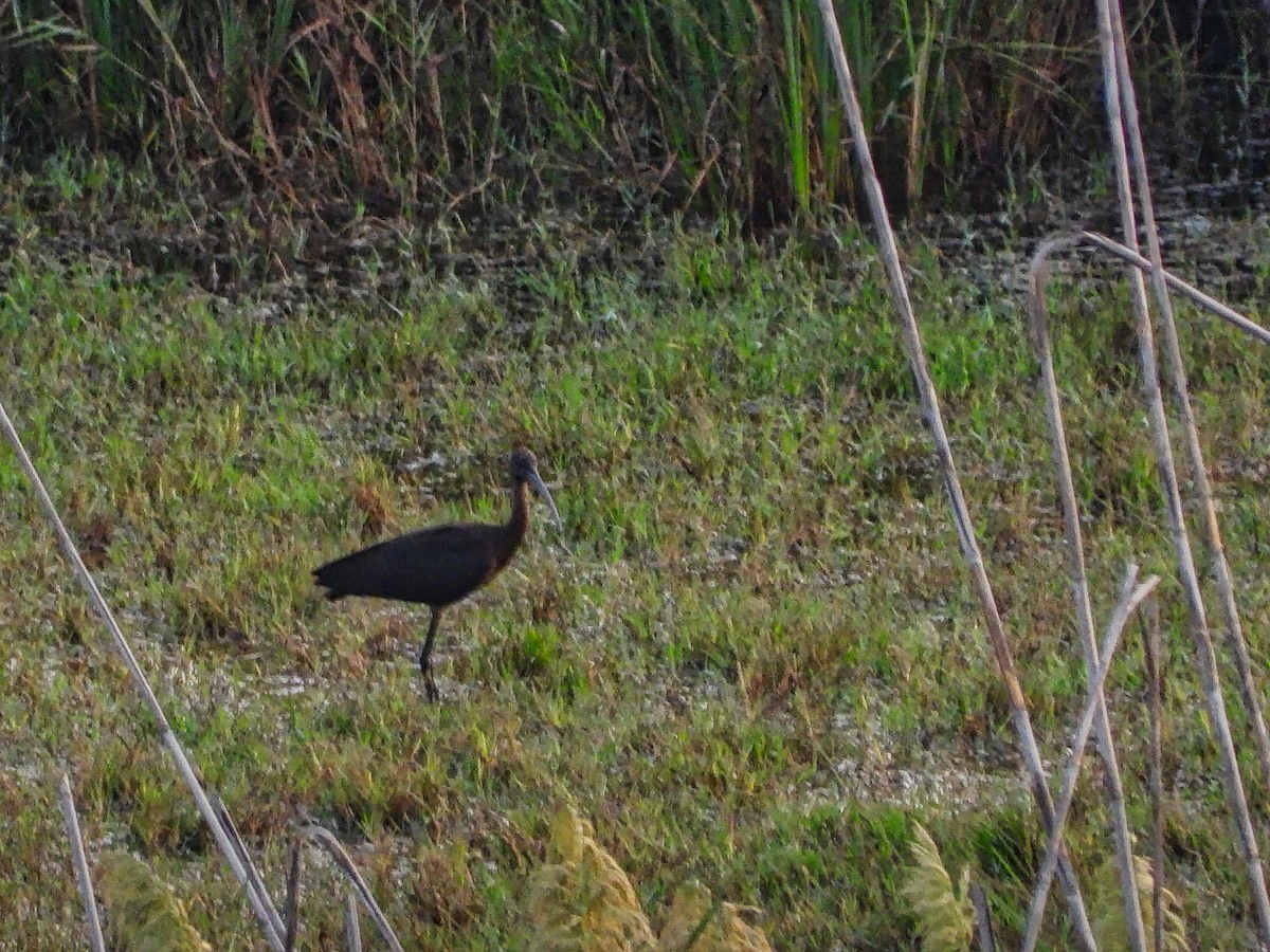 Glossy Ibis - Brendan  Searson