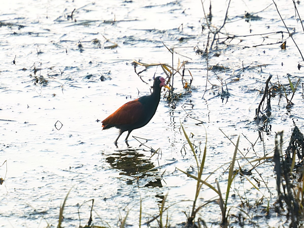 Jacana Suramericana (grupo jacana) - ML625104948