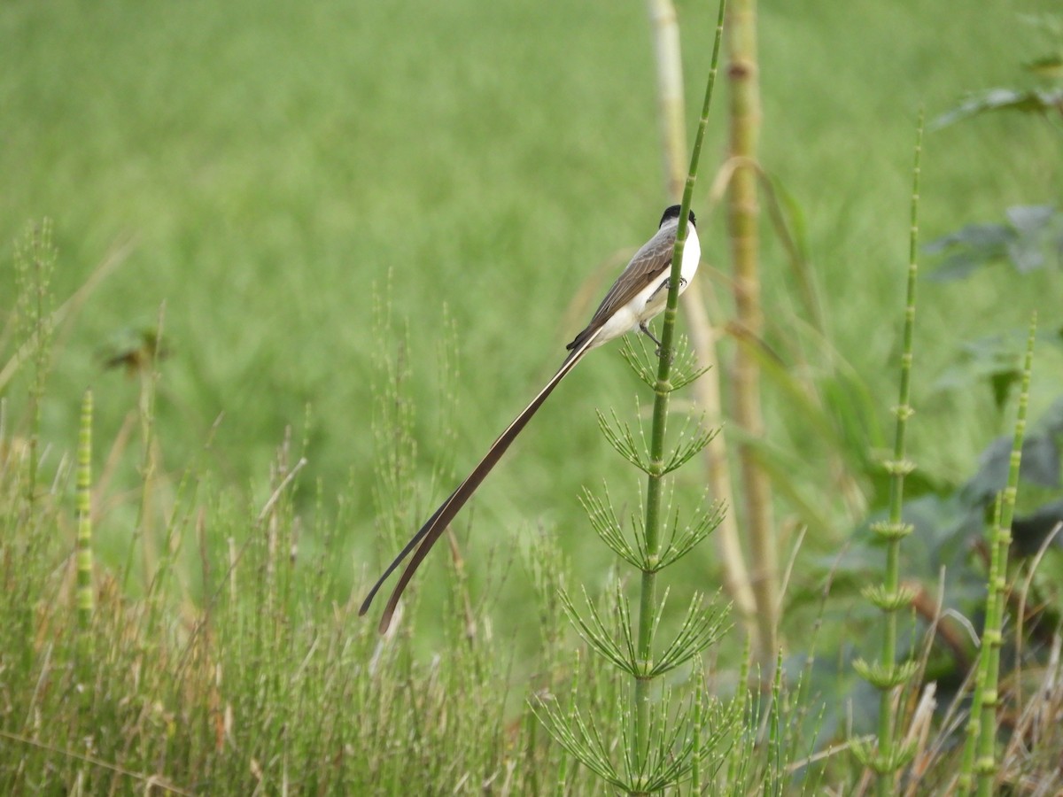 Fork-tailed Flycatcher - ML625105007