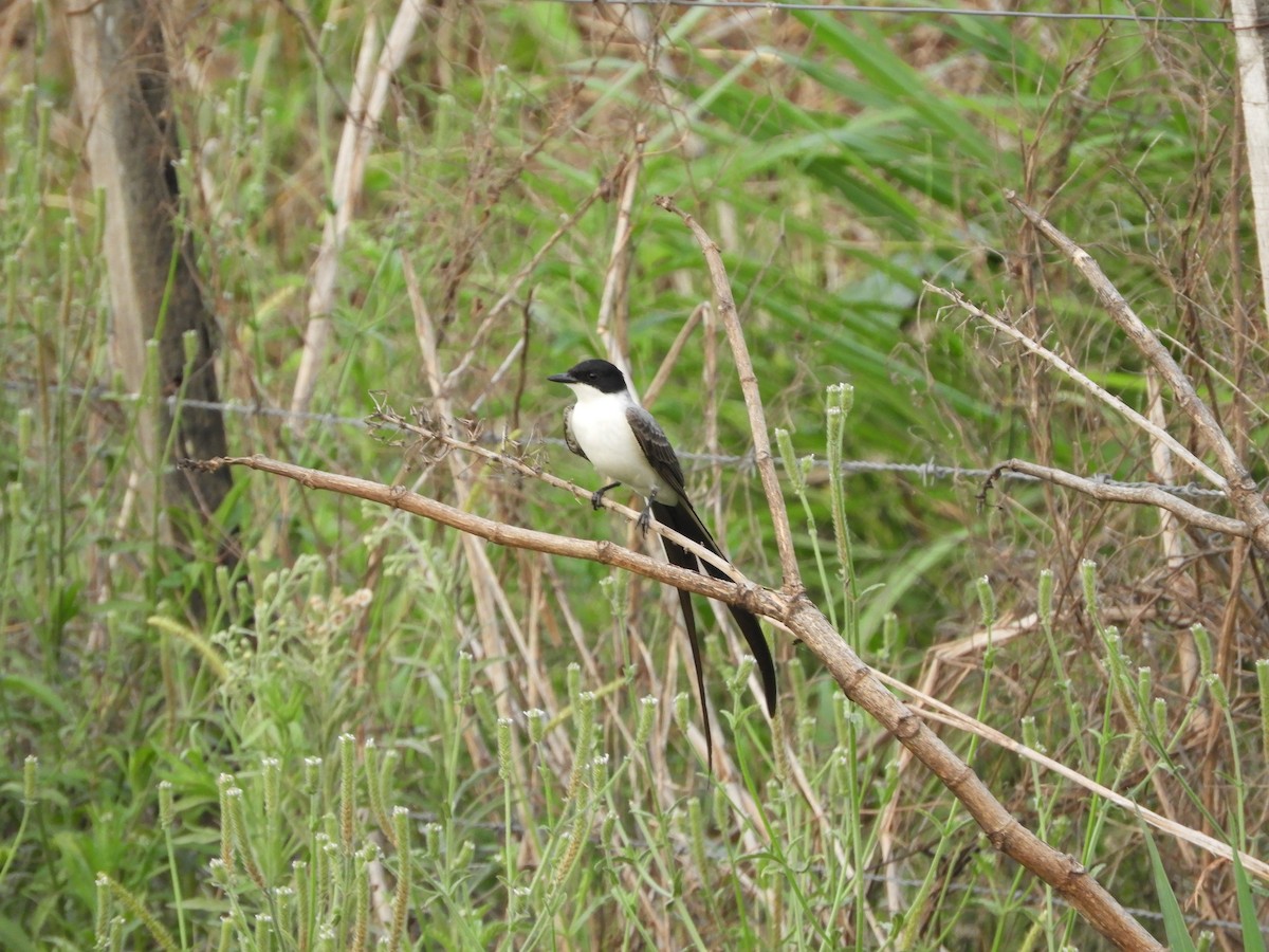 Fork-tailed Flycatcher - ML625105008