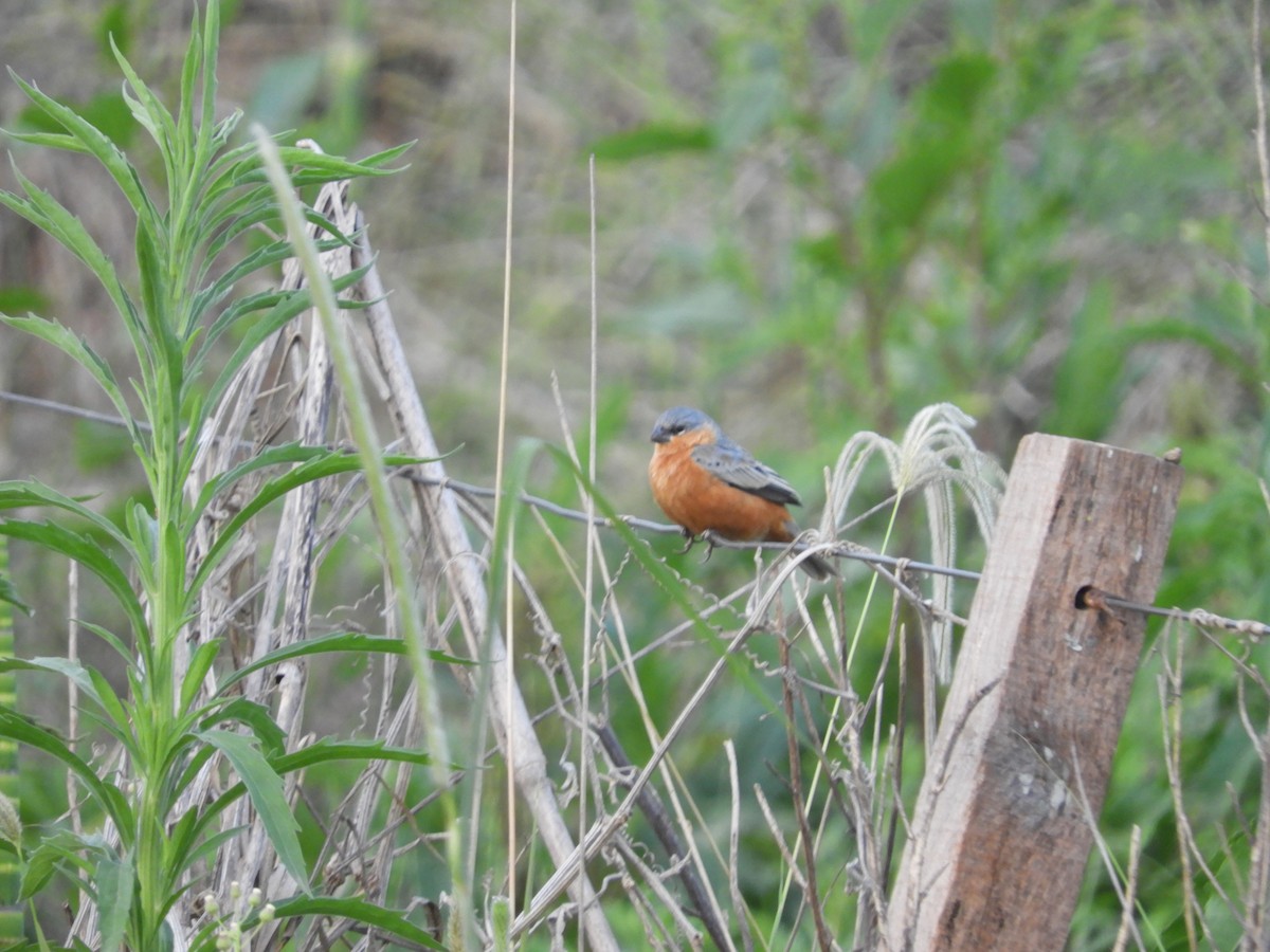 Tawny-bellied Seedeater - ML625105038