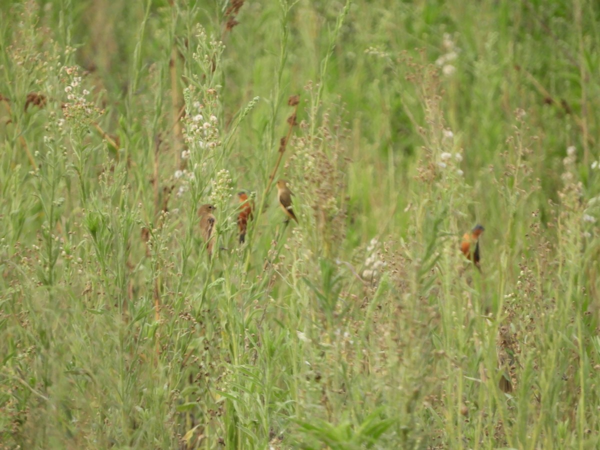 Tawny-bellied Seedeater - ML625105039