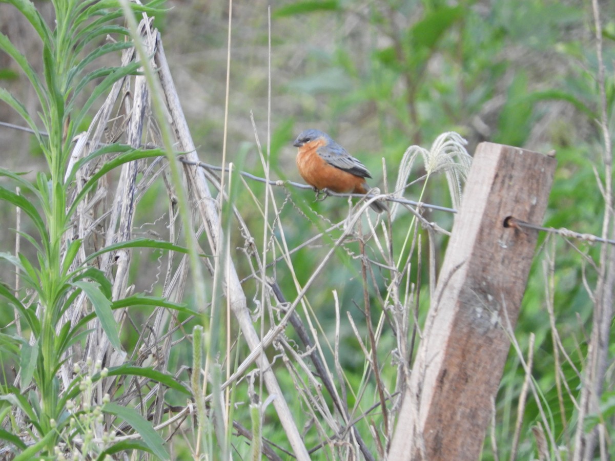 Tawny-bellied Seedeater - ML625105040